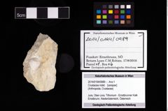 Foto (Objekt + Etikett) von Crustacea indet.  (NHMW-GEO-2014-0194-0989)